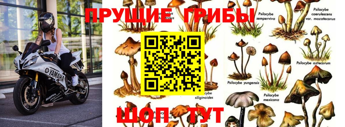 Магадан  Псилоцибиновые грибы мицелий  Вход с VPN 